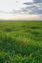 YoungÃÂ Wheat,ÃÂ GreenÃÂ WheatÃÂ SeedlingsÃÂ growing in a field Royalty Free Stock Photo